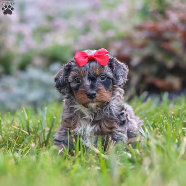 Nala, Cavapoo Puppy